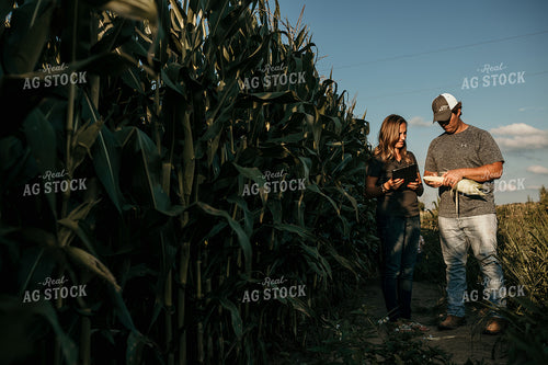 Farmer and Agronomist Corn Yield Estimate 3163