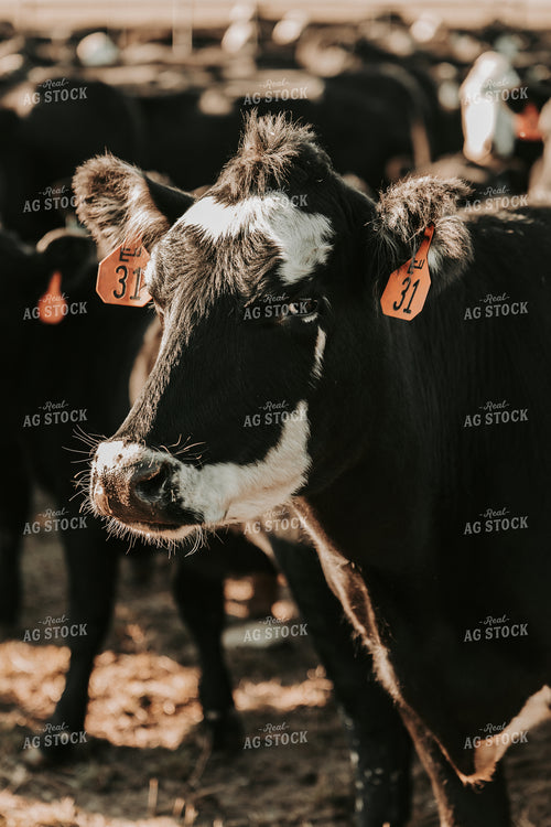 Black Baldy Cattle 298007