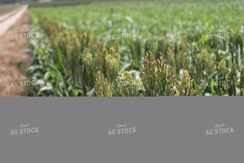 Flowering Sorghum 102029