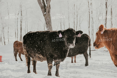 Angus Cattle in Snowy Pasture 118004