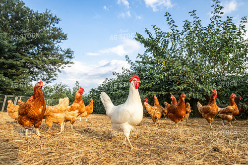 Free Range Chickens 270563