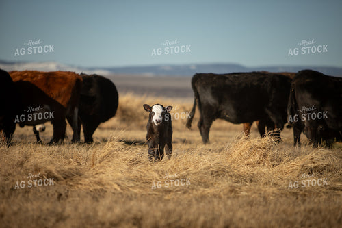 Black Baldy Cattle 78179