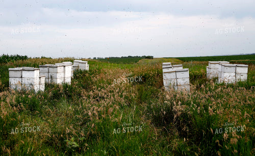 Beehives 141583