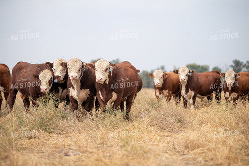 Hereford Cattle 212005