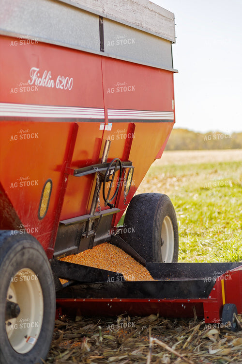 Dumping Harvested Corn into Sweep Auger 93223
