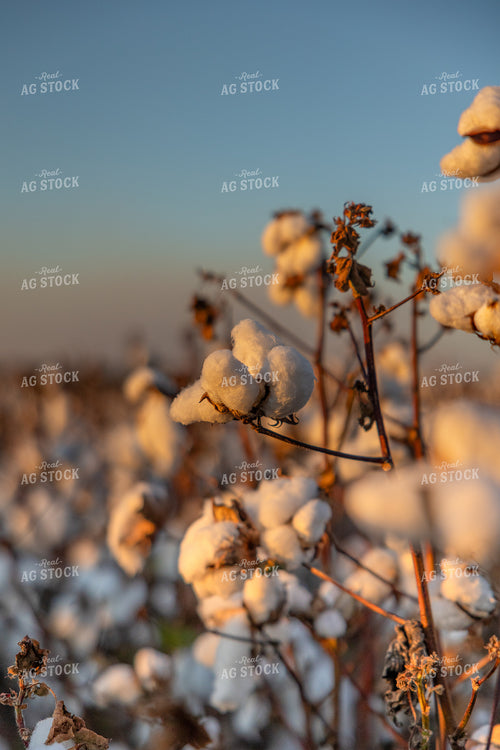 Cotton Bolls 291062