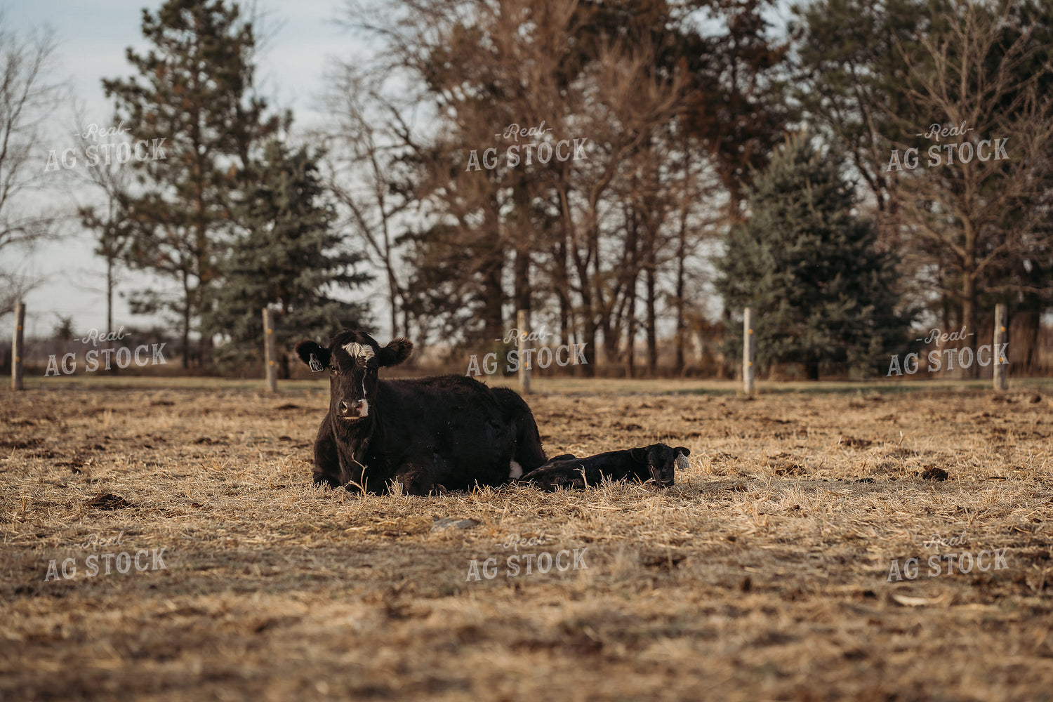 Cow Calf Pair Laying in Pasture 196233