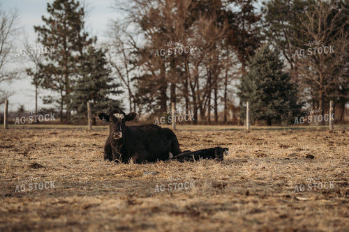 Cow Calf Pair Laying in Pasture 196233
