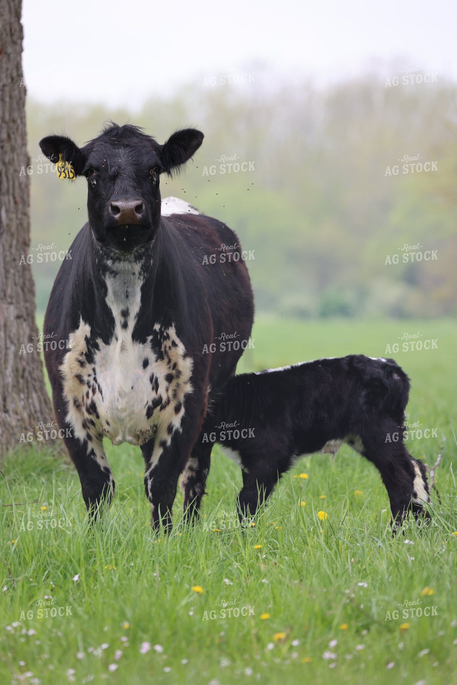 Cattle on Pasture 160297