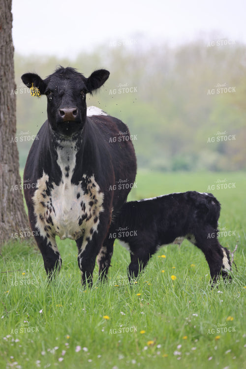 Cattle on Pasture 160297