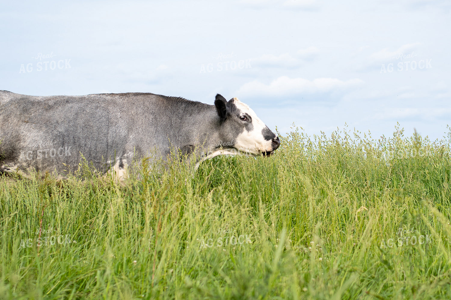 Cow in Grassy Pasture 50087