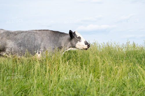 Cow in Grassy Pasture 50087