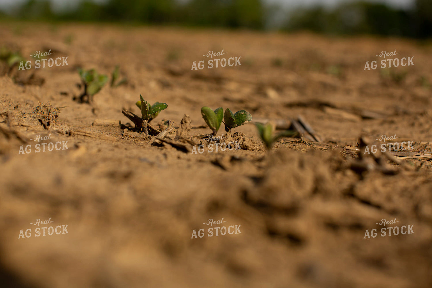 Soybeans - Early Growth 2979