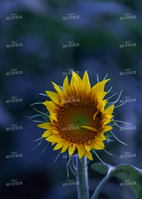 Sunflowers 160197