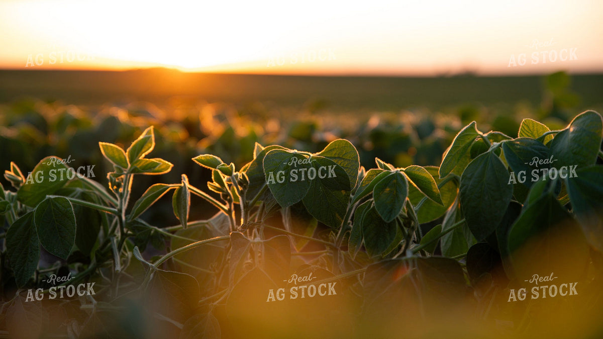 Soybean Field at Sunset with Golden Backlight 401014