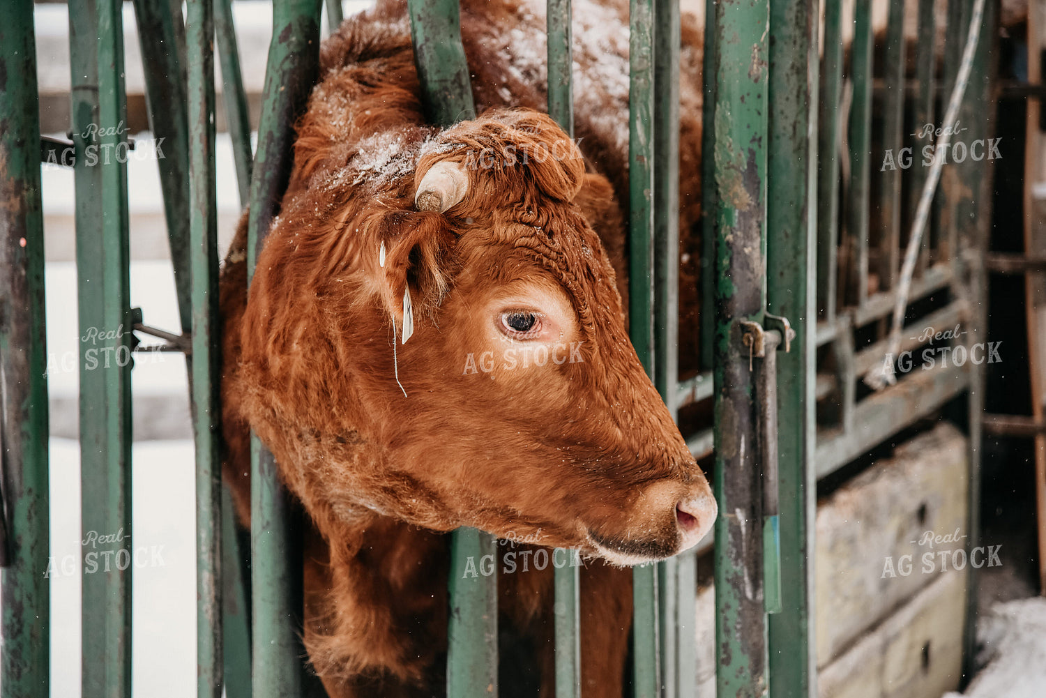 Working Cattle in Winter 64019