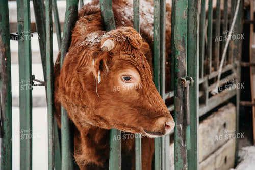 Working Cattle in Winter 64019