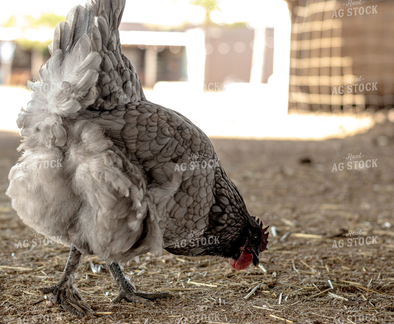 Chicken 283017