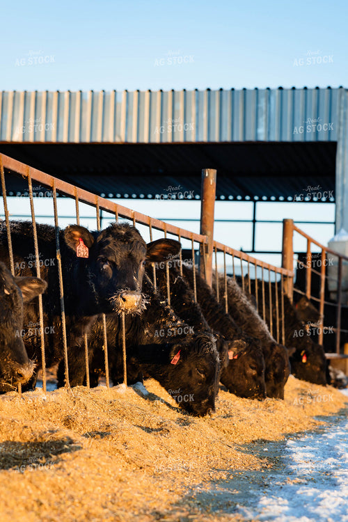 Black Angus Cattle Eating 152424