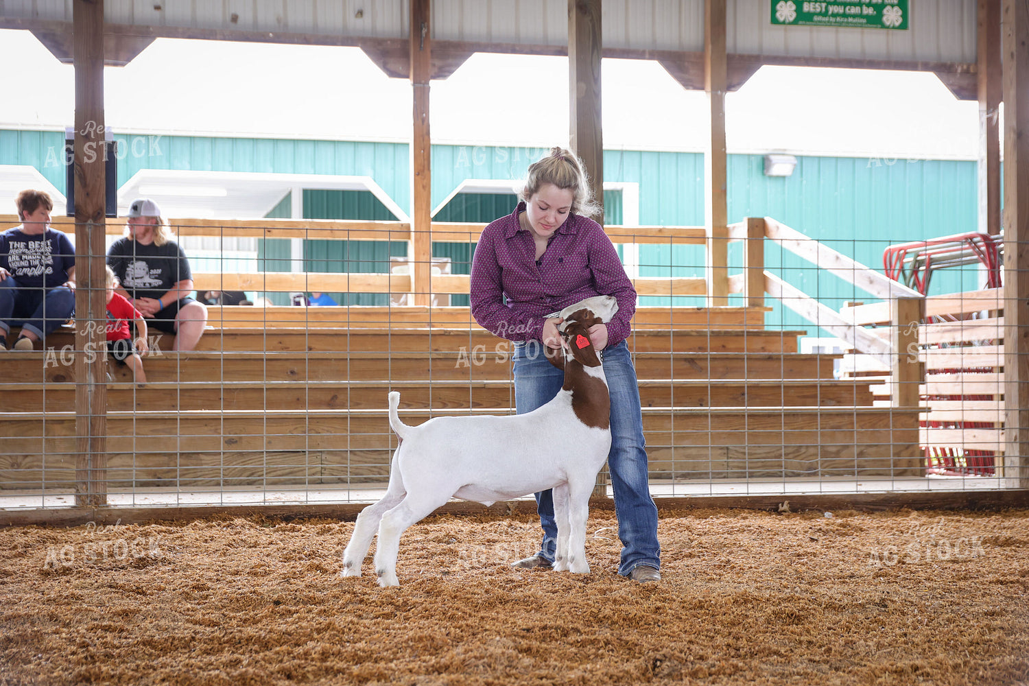 Showing Goats 52287