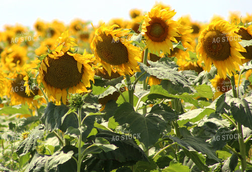Sunflowers 141038