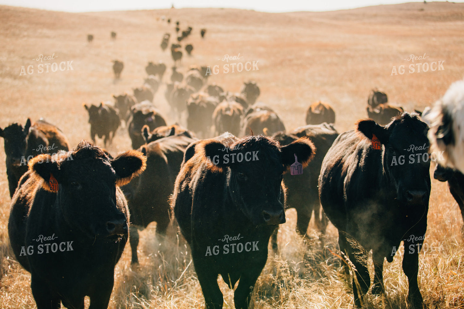 Cattle Trail in Pasture 53066