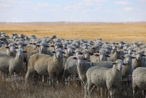 Sheep 261018