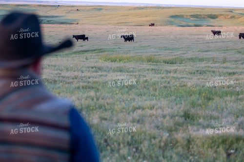 Rancher Checking Cattle 260002