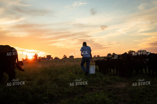 Checking Cattle on Pasture 268357