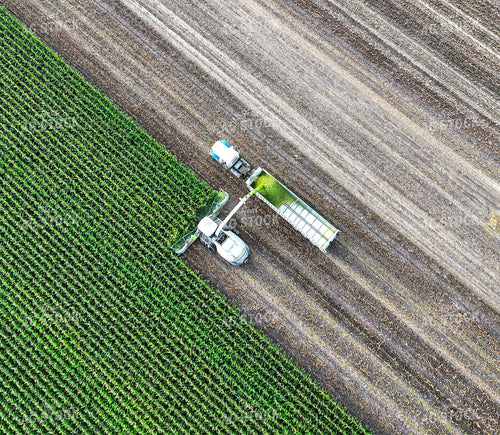 Corn Silage Harvest 141383