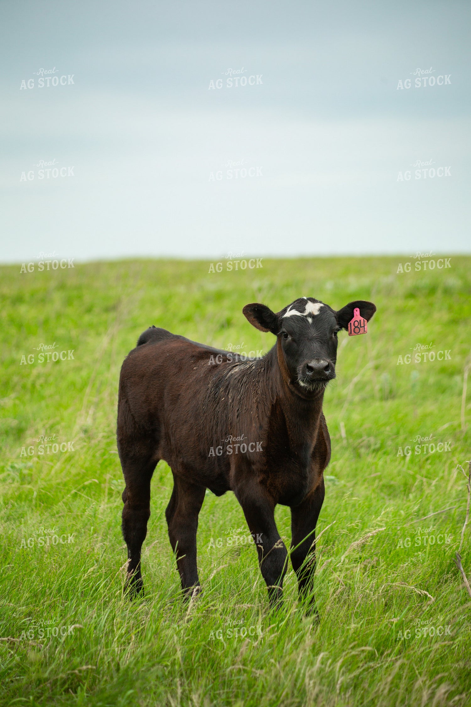 Cattle on Pasture 155621