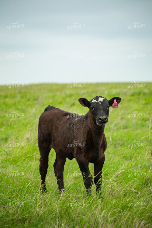 Cattle on Pasture 155621