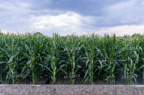 Mid-Season Corn Field 65830