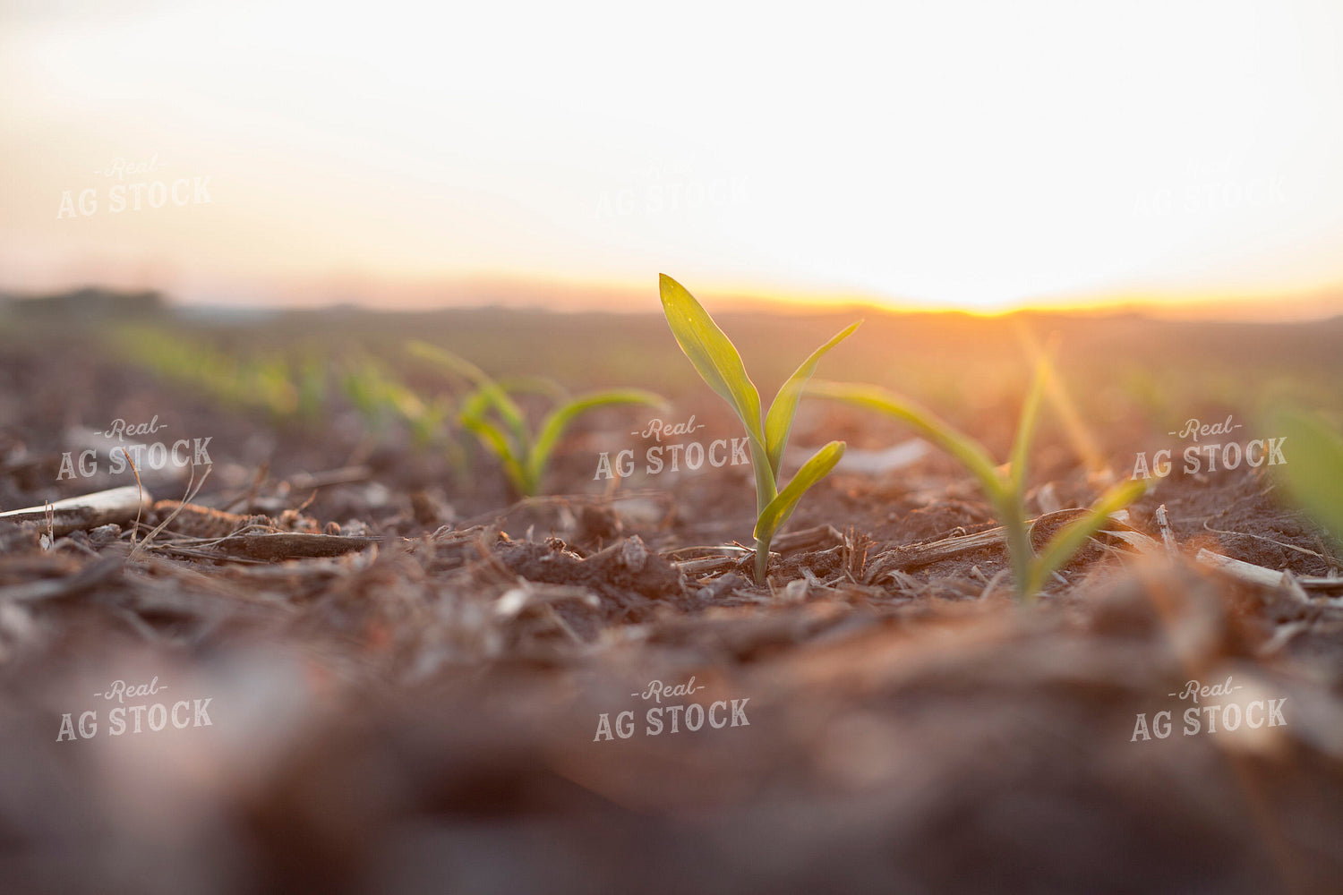 Corn - Early Growth 1191
