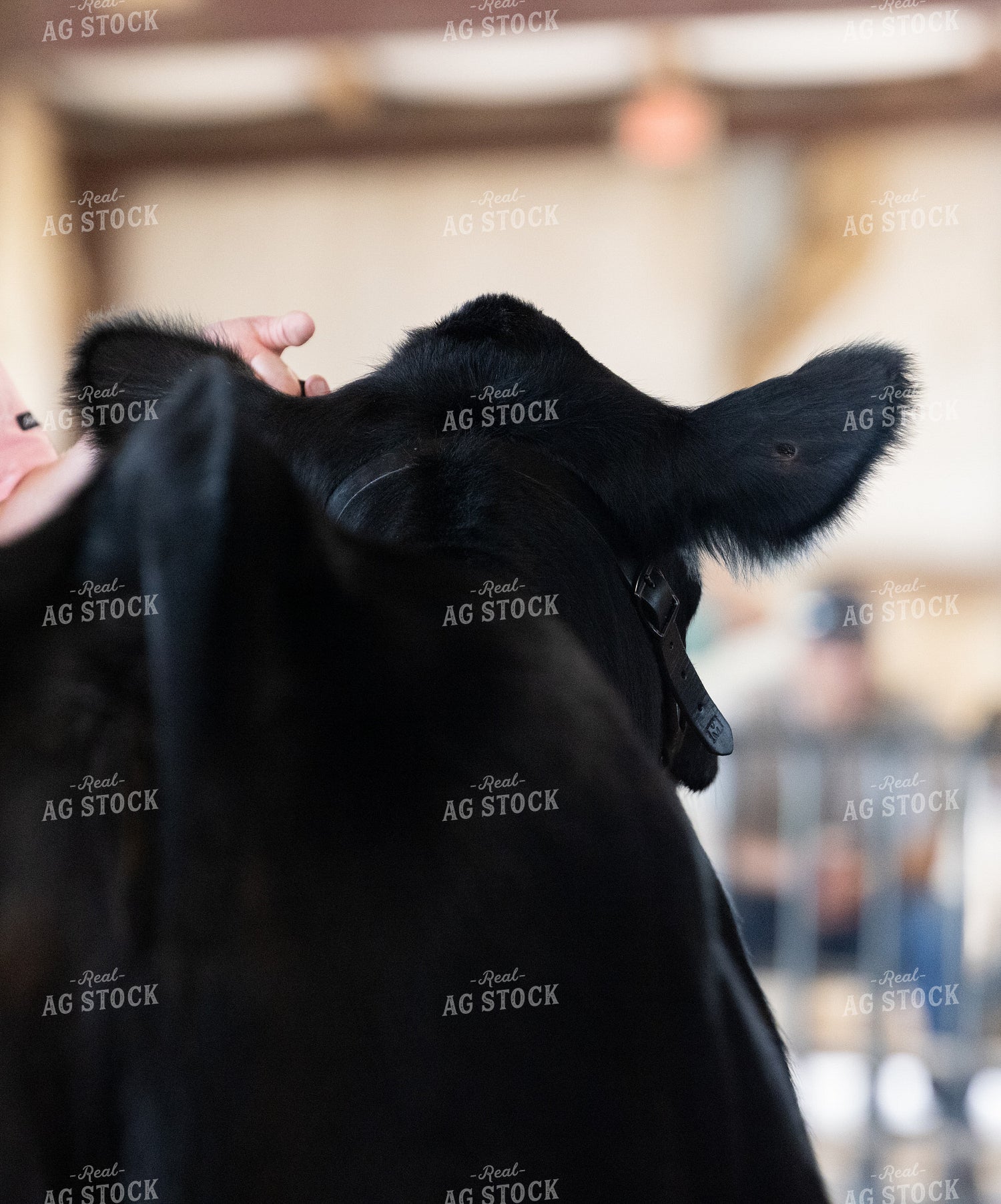 Showing Cattle 143031