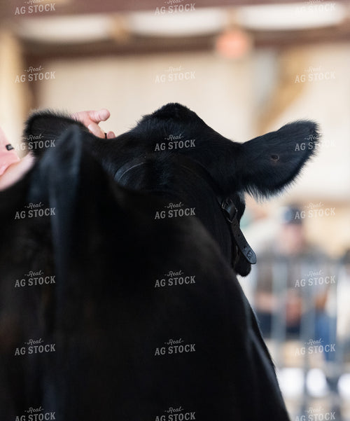 Showing Cattle 143031