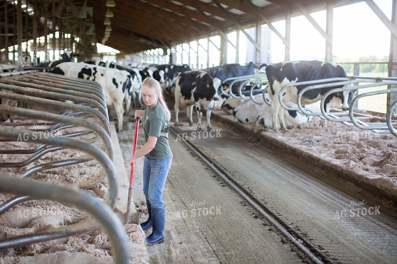 Female Farmer Cleaning Dairy Bedding 55315