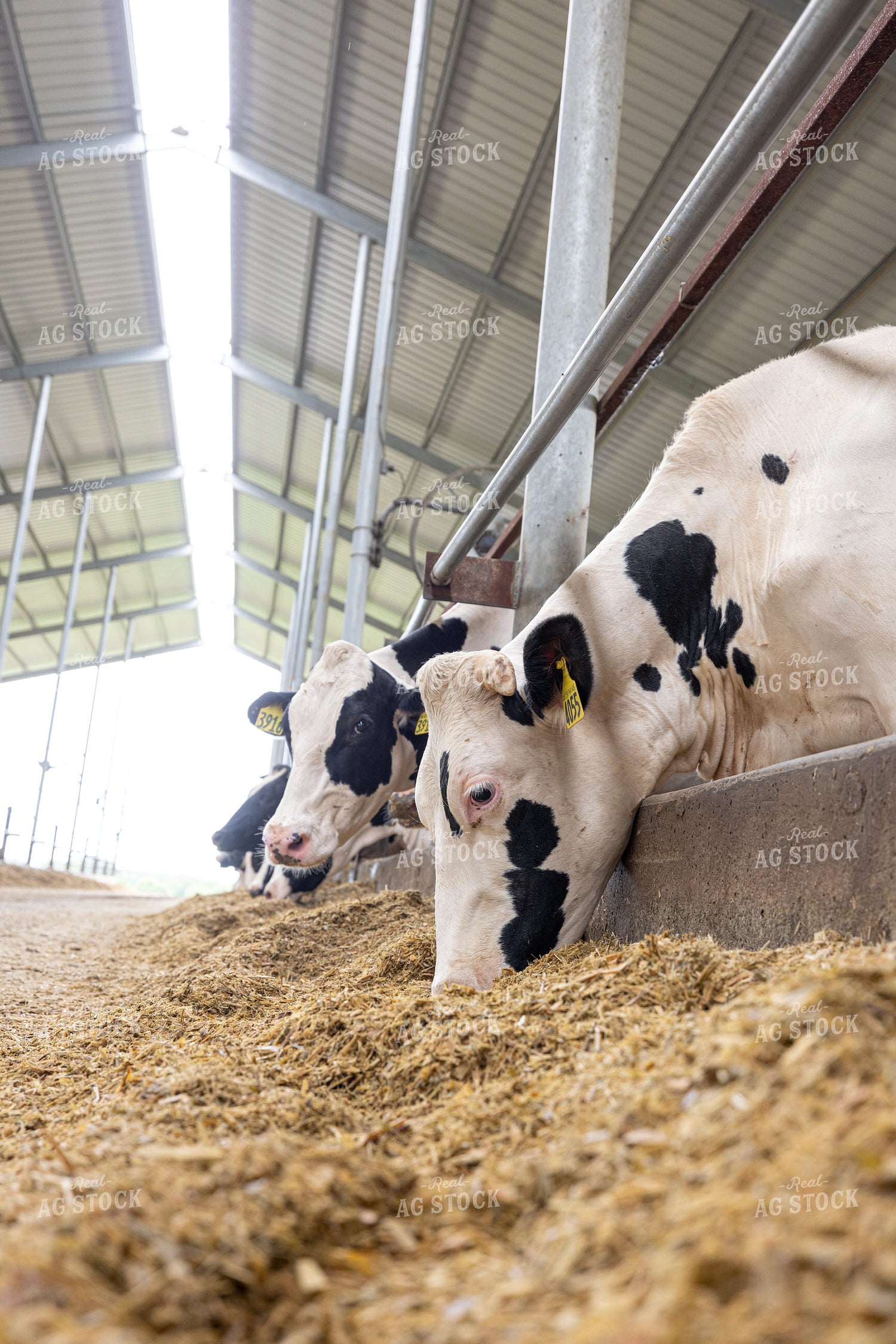 Holstein Cattle Eating in Freestall Barn 270234