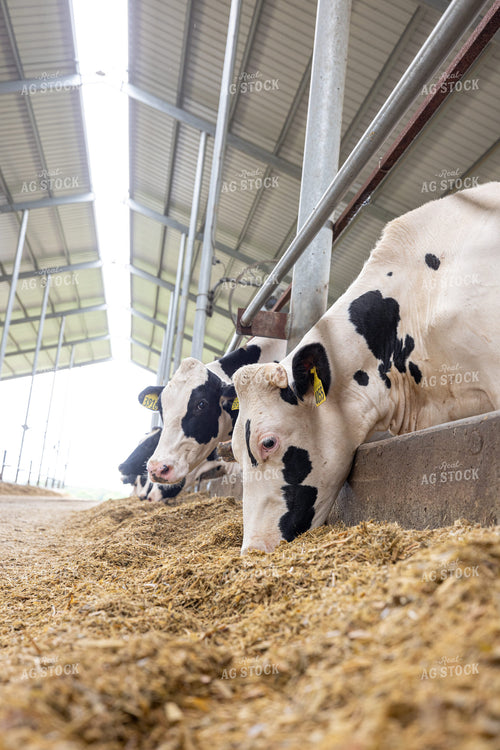 Holstein Cattle Eating in Freestall Barn 270234