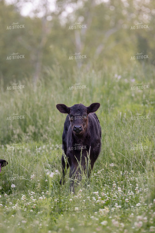 Angus Calf in Pasture 52394