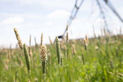 Irrigation on Grass Mix 117061