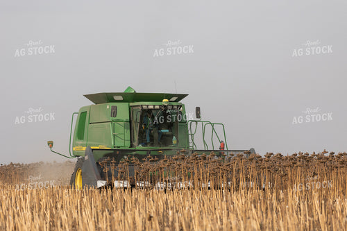 Combine Harvesting Sunflowers 72121