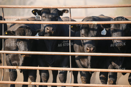 Black Angus Cattle in Pen 275019