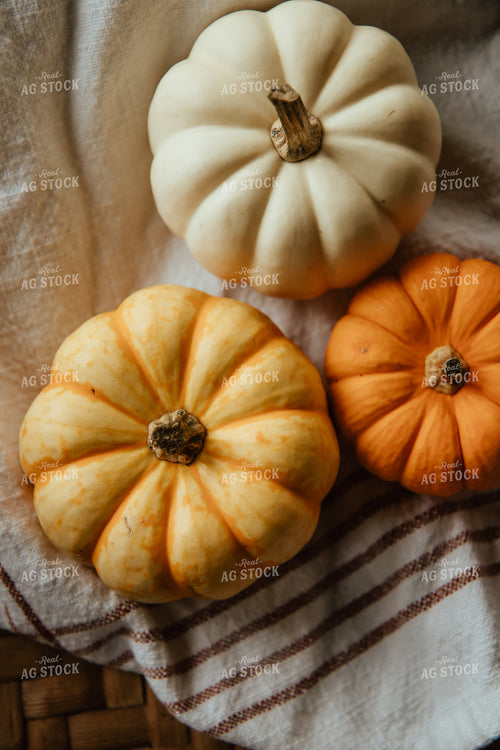 Mini Gourds 67892