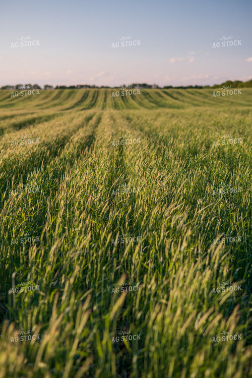 Cover Crop Field 76133