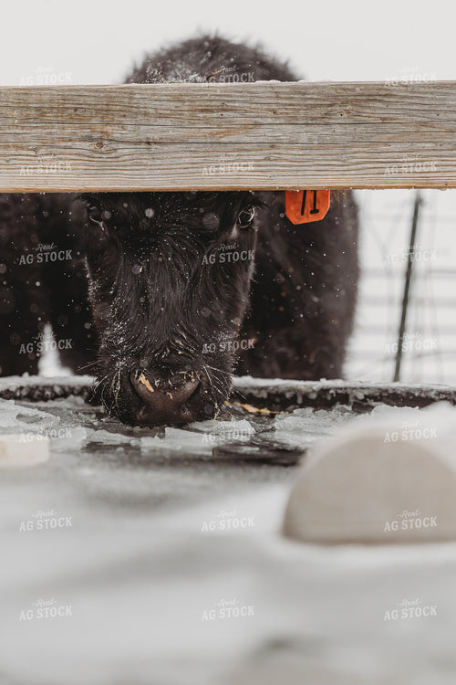 Cow Drinking Water 61120