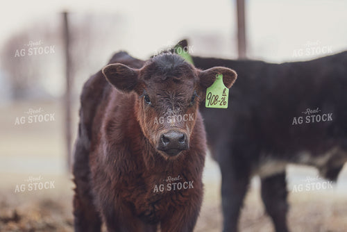 Angus Calf 160046
