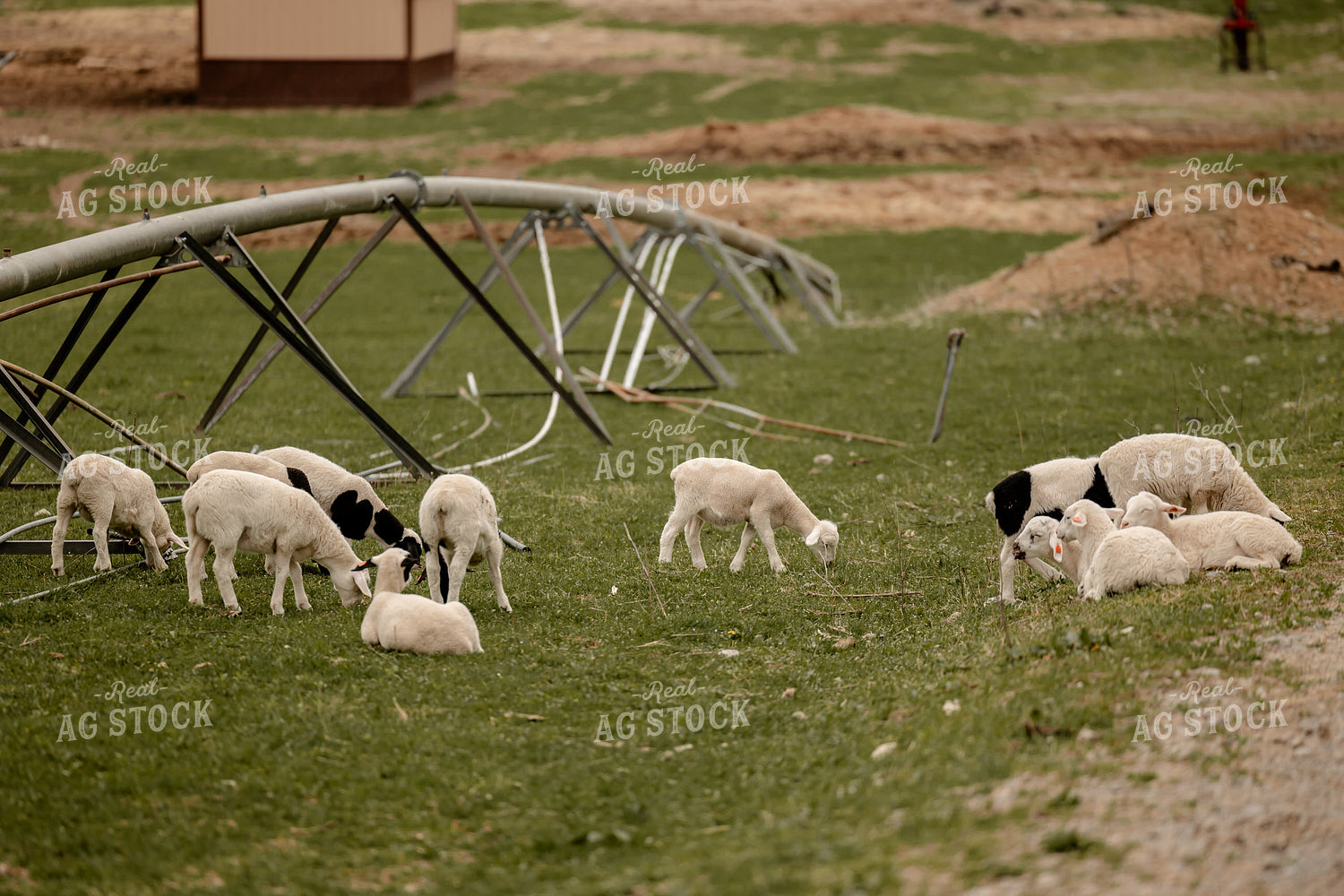 Sheep 104055