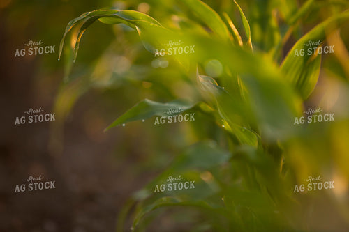 Corn - Mid-Season 1229
