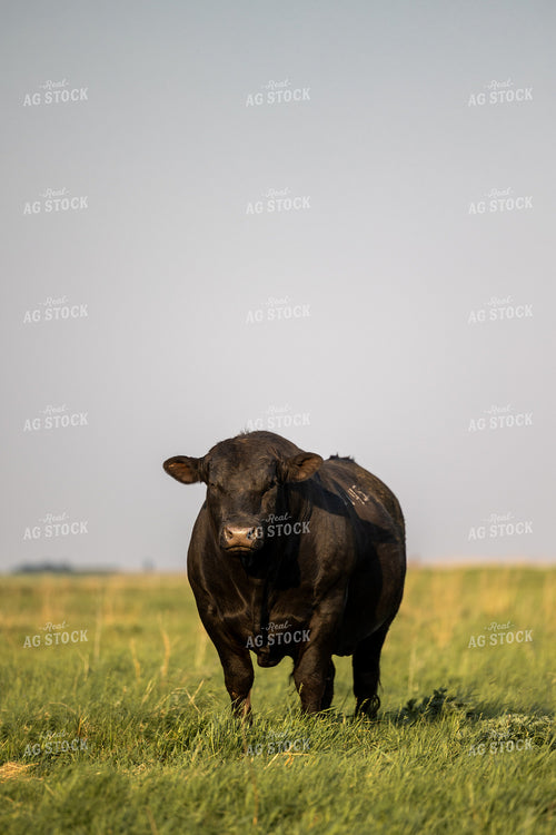 Angus Bull 72188